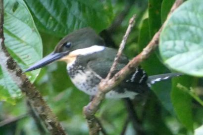 Gruenfischer P1070551