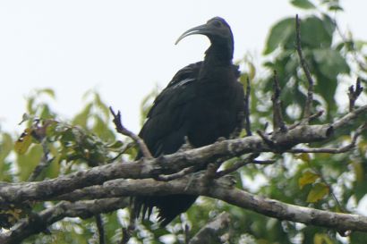 2 Gruenibis P1070673