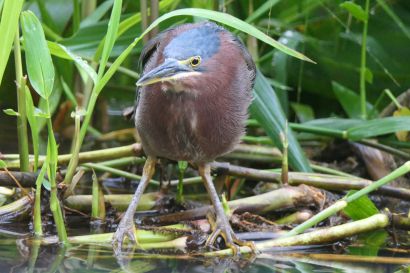 2 Gruenreiher P1070575