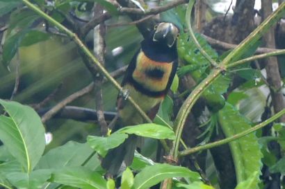 1 Halsbandarassari P1070930