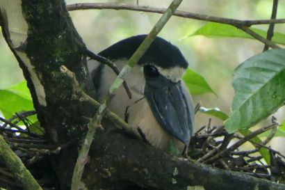 1 Kahnschnabelreiher P1080604