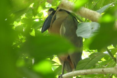 2 Kahnschnabelreiher P1080310