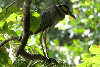 Krabbenreiher P1080306