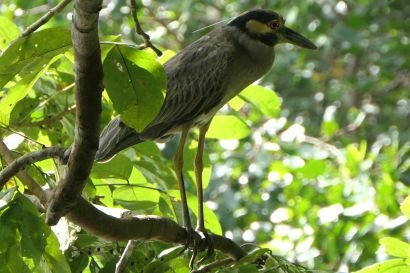 Krabbenreiher P1080311