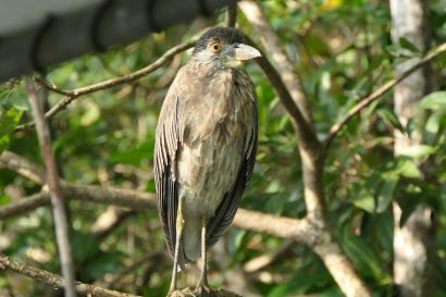 1 Nachtreiher P1090192