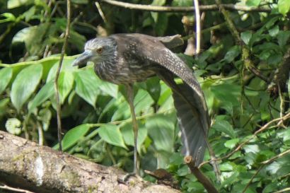 2 Nachtreiher P1080610