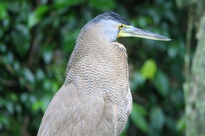 1 Nacktkehlreiher P1070644