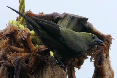 1 Palmtangare P1080539