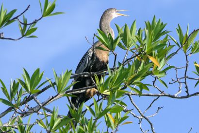 1 Schlangenhalsvogel P1090322