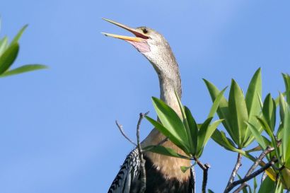 2 Schlangenhalsvogel P1090320