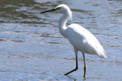 2 Schmuckreiher P1070419