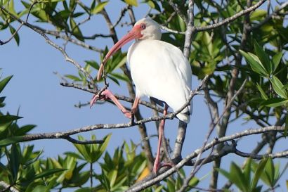 2 Schneesichler P1090313