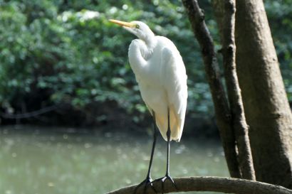 2 Silberreiher P1090349