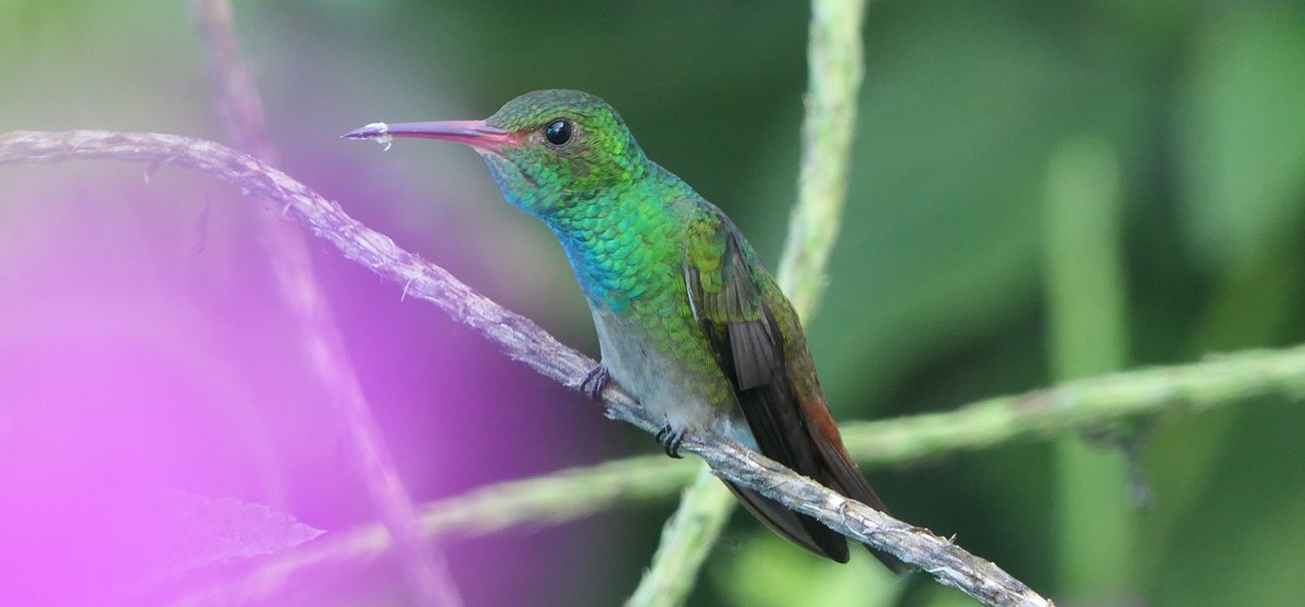 Voegel Mittelamerika