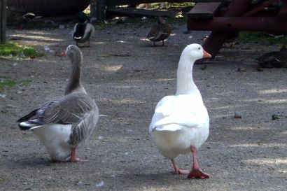 1_Blaessgans_Ontario_CIMG3657
