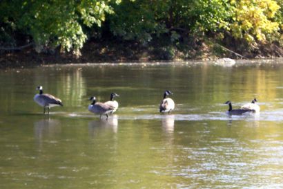 Kanadagans_Ontario_CIMG3403