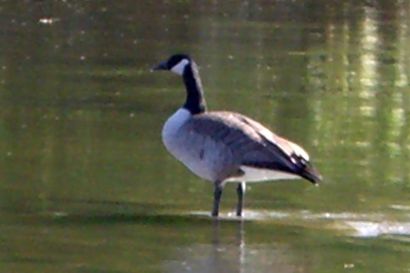 Kanadagans_Ontario_CIMG3404