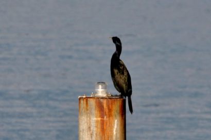 Meerscharbe_British_Columbia_DSC_0338