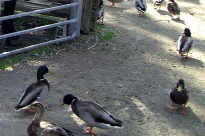 1_Stockente_Ontario_CIMG3660