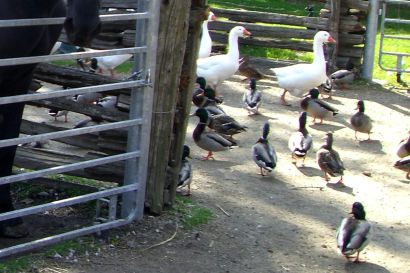2_Stockente_Ontario_CIMG3660
