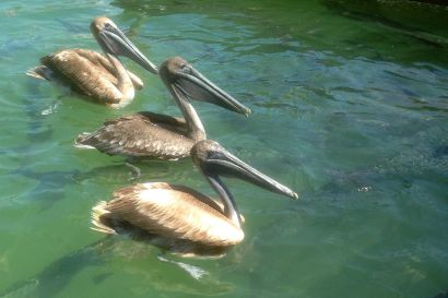 1_Braunpelikan_Florida_IMG_2220
