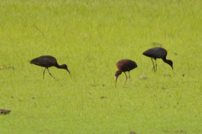 Braunsichler_Florida_DSC_1305_2