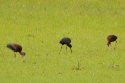 Braunsichler_Florida_DSC_1306_2