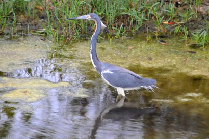 1_Dreifarbenreiher_Florida_DSC_0092