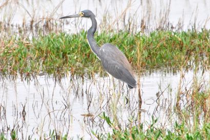 2_Dreifarbenreiher_Florida_DSC_0090