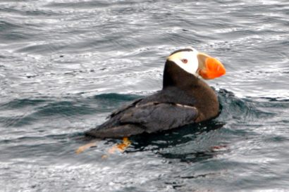 Hornlund_Alaska_DSC_0345