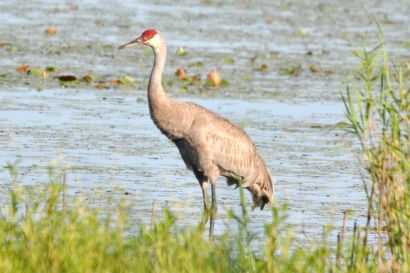 Kanadakranich_Florida_DSC_1352