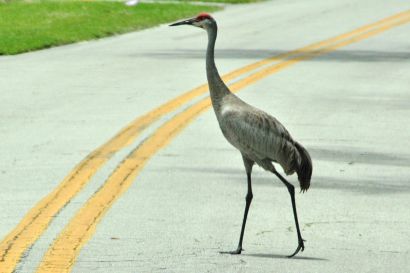 Kanadakranich_Florida_DSC_1920