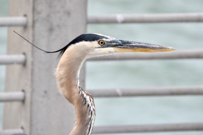 1_Kanadareiher_Florida_DSC_1479