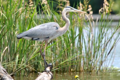 1_Kanadareiher_Louisiana_DSC_0091