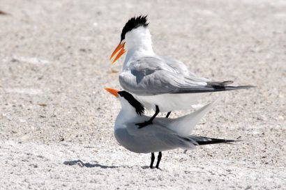 2_Koenigsseeschwalbe_Florida_DSC_1400