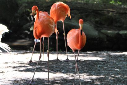 Kubaflamingo_Florida_DSC_1706