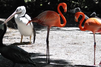 Kubaflamingo_Florida_DSC_1708