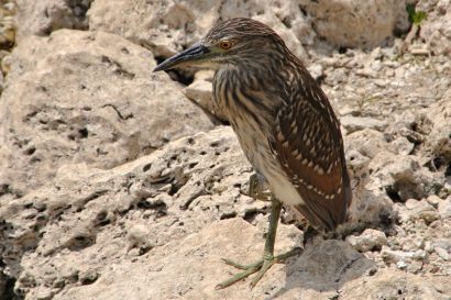 1_Nachtreiher_Florida_DSC_0946