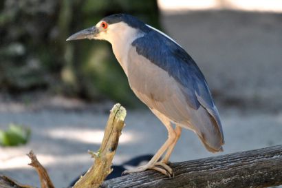 2_Nachtreiher_Florida_DSC_1727