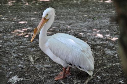 Nashornpelikan_Florida_DSC_1709