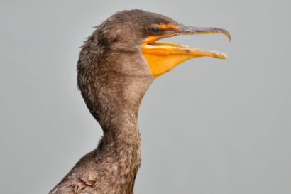 1_Ohrenscharbe_Florida_DSC_0754