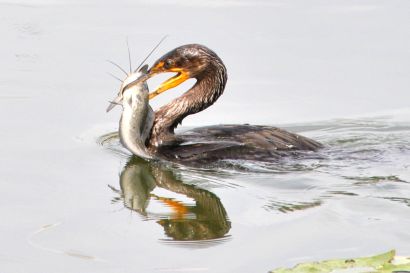 2_Ohrenscharbe_Florida_DSC_0682