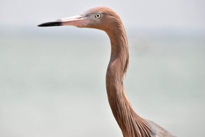 1_Roetelreiher_Florida_DSC_1155