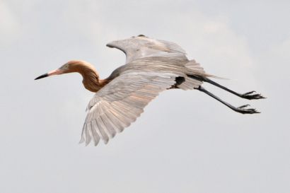 2_Roetelreiher_Florida_DSC_1165