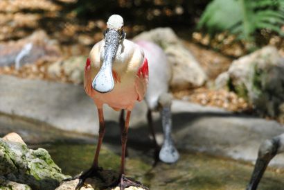 Rosaloeffler_Florida_DSC_1714