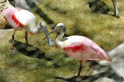 Rosaloeffler_Florida_DSC_1718