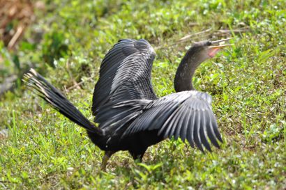 Schlangenhalsvogel_Forida_DSC_0700