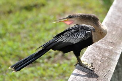 Schlangenhalsvogel_Forida_DSC_0701