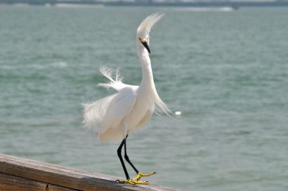 1_Schmuckreiher_Florida_DSC_1166