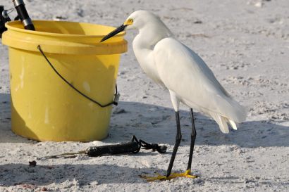 2_Schmuckreiher_Florida_DSC_1051